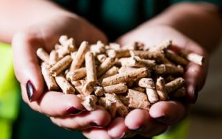 woodlet pellets in hand